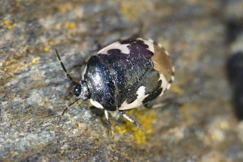 Réf. 277 481 : Tritomegas bicolor